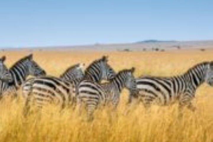 6 Days Group Safari to Mara, Nakuru & Amboseli in Midrange lodges