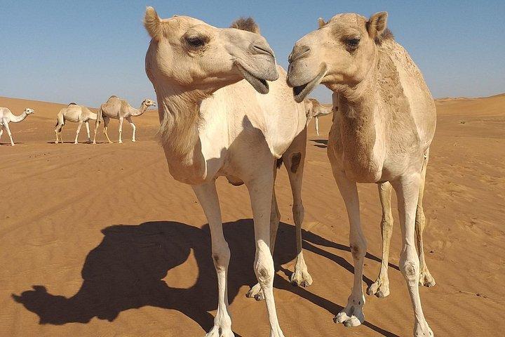 Experience Dubai Best Red Dune Evening Desert Safari BBQ Dinner