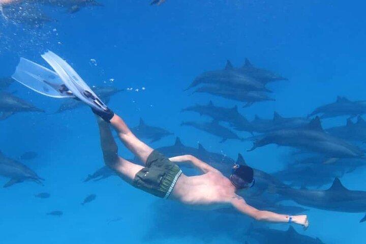Marsa Alam Observação de golfinhos com snorkeling e almoço