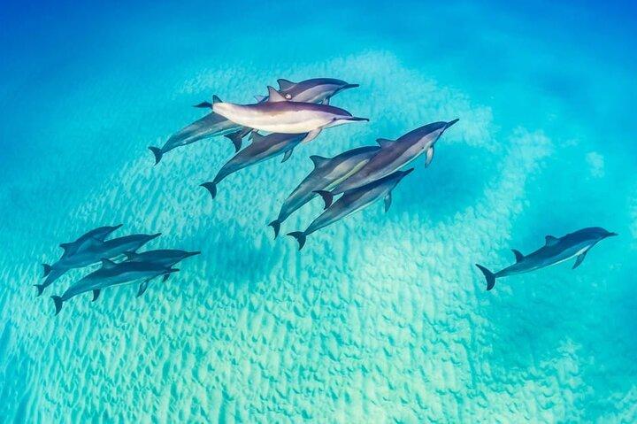 Marsa Alam Observação de golfinhos com snorkeling e almoço