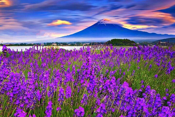 東京から無料の草餅で富士山探検ツアー