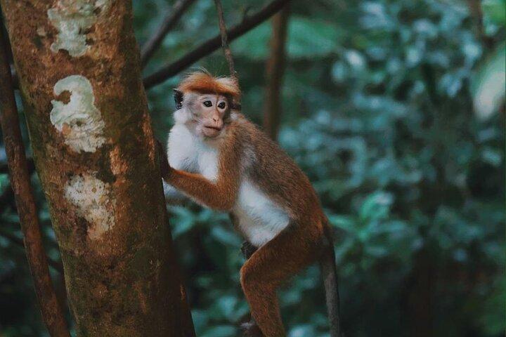 Sinharaja Rainforest Day Tour By Rainforest Expedition