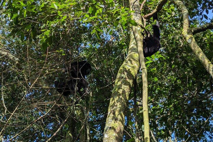 4 Tage Gorilla Habituation Experience