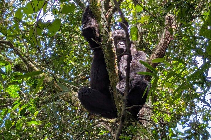 4 Tage Gorilla Habituation Experience