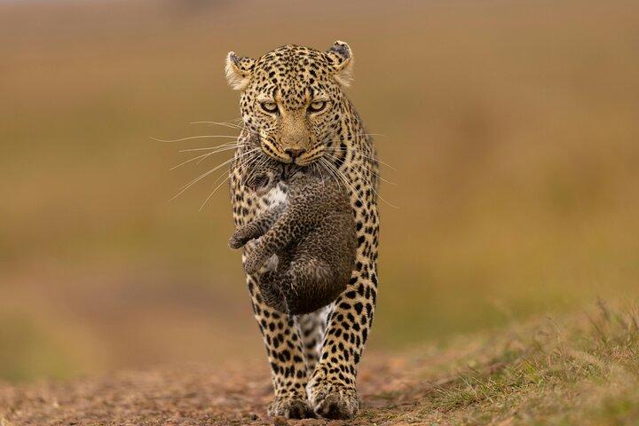 7 jours Visiter le Kenya Budget partagé Rejoindre Safari