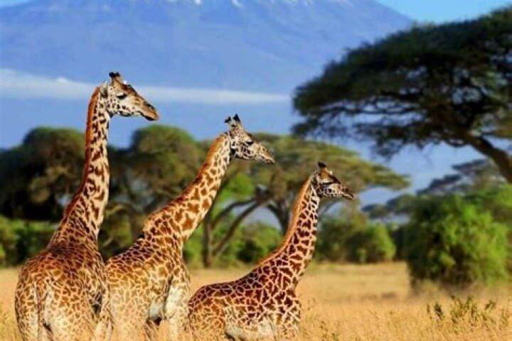 Privat dagstur till Amboseli nationalpark