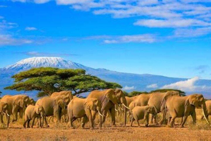 Privé dagtour naar Amboseli National Park