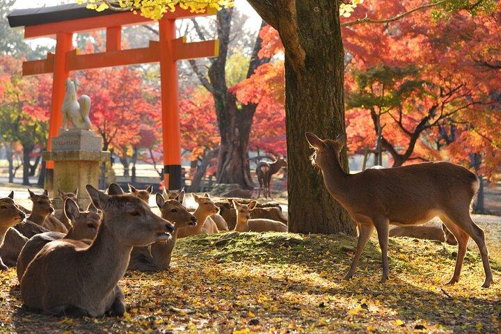 Excursion privée d'une journée à Nara - Profitez de votre première visite à Nara!