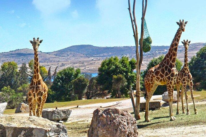 Africam-safaritour vanuit Puebla