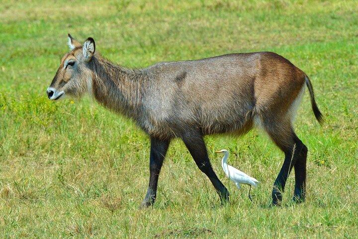 Anmeldelse af Akegera Big Five and Boat Safari