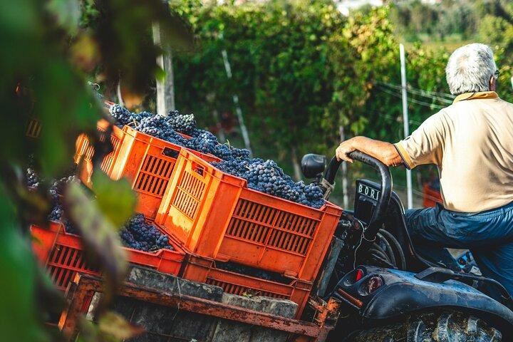 Cata de vinos y viñedos Escapar cerca Tirana
