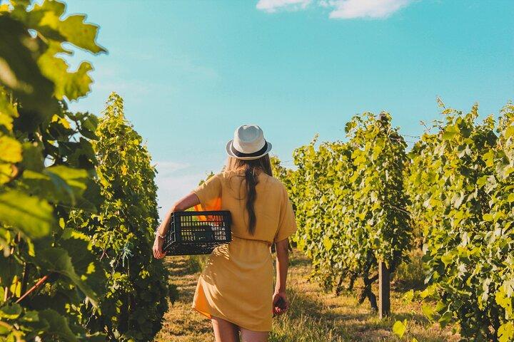 Cata de vinos y viñedos Escapar cerca Tirana