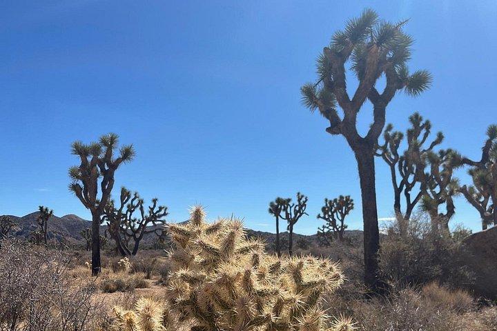 Joshua Tree National Park Sightseeing Adventure Tour