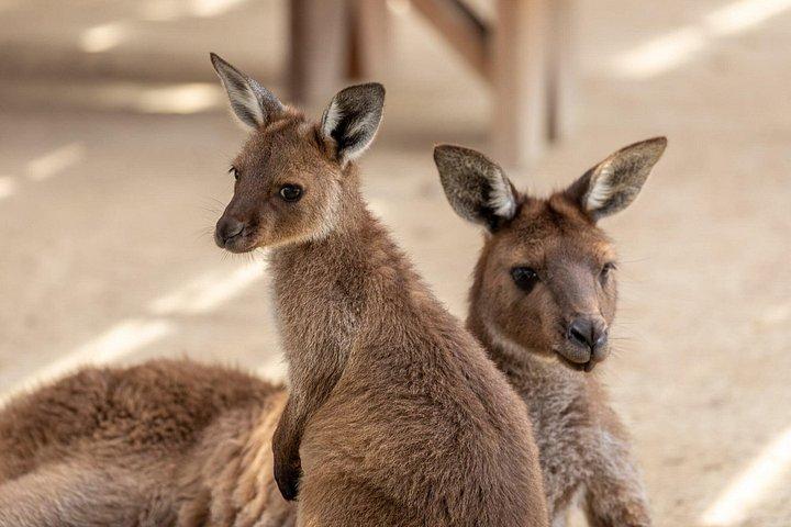 Piccolo gruppo: montagne blu con zoo, foto koala e mondo panoramico