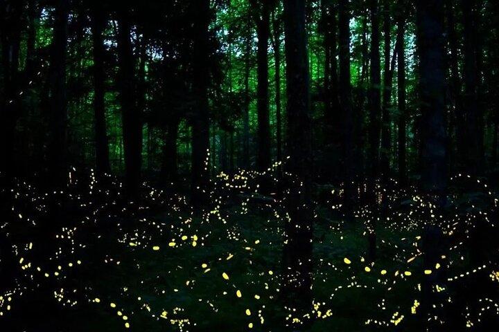 Kota Kinabalu City Tour and Klias River Cruise Fireflies Sabah