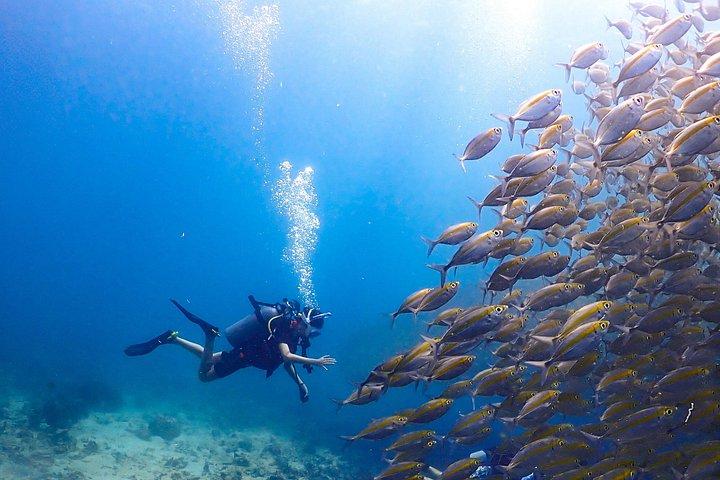 認定ダイバー向けダイビングツアー： セイルロックまたはタオ島