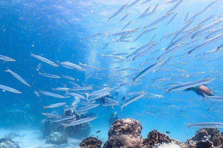 認定ダイバー向けダイビングツアー： セイルロックまたはタオ島