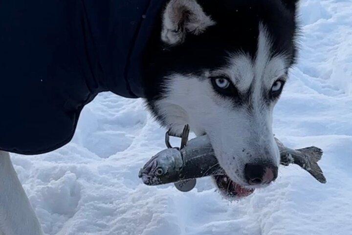 Ice Fishing in Fairbanks