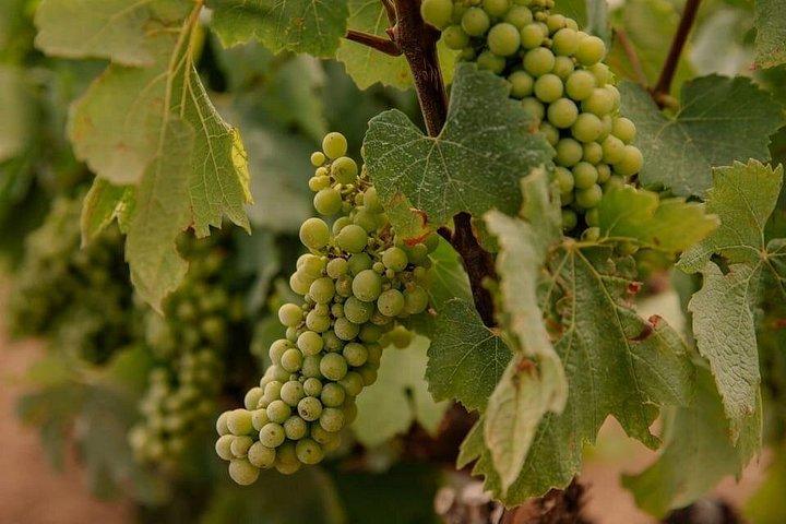 バルセロナ: Priorat 3ワインテイスティング＋3コースグルメランチ