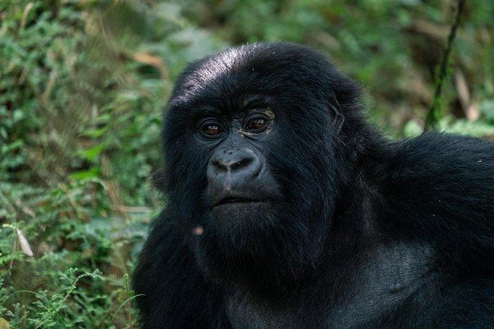 1 Day Rwanda Ultimate Gorilla Trekking Safari