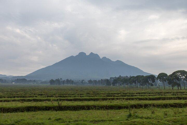 1 dag Rwanda Ultimate Gorilla Trekking Safari