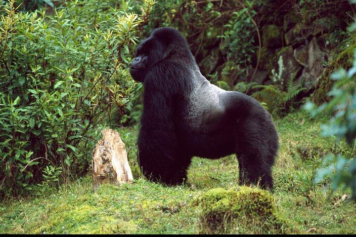 1 giorno in Ruanda Ultimate Gorilla Trekking Safari