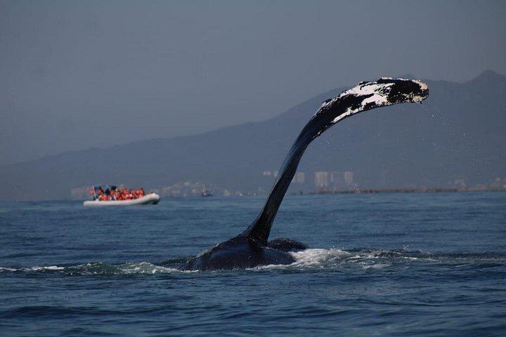 Whale watching 3 hours in Puerto Vallarta