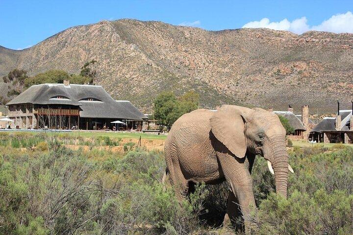 Cape Town Inverdoorn Overnight Safari with Return Transport