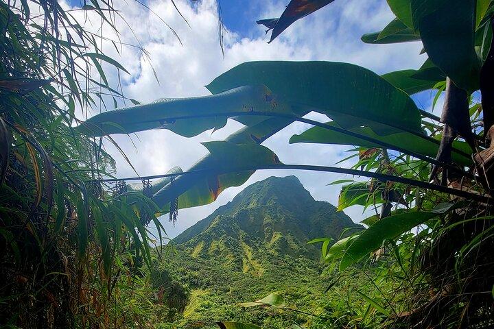 Full Day Hike Tour from Dominica