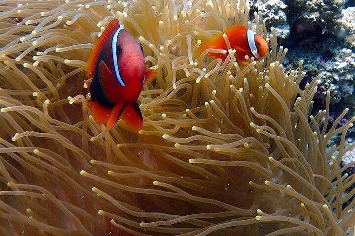 セブプライベートツアー3島巡りギルトゥンガン島カオハガン島ナルスアン島