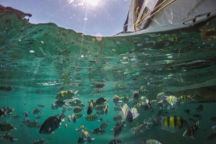 スピードボートで行くマヤと竹の島日帰り旅行ピピ