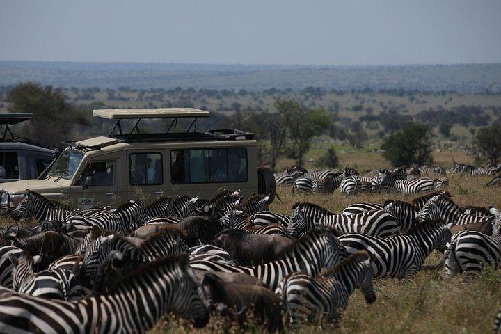 7 Days Private Serengeti Wildebeest Migration Tour