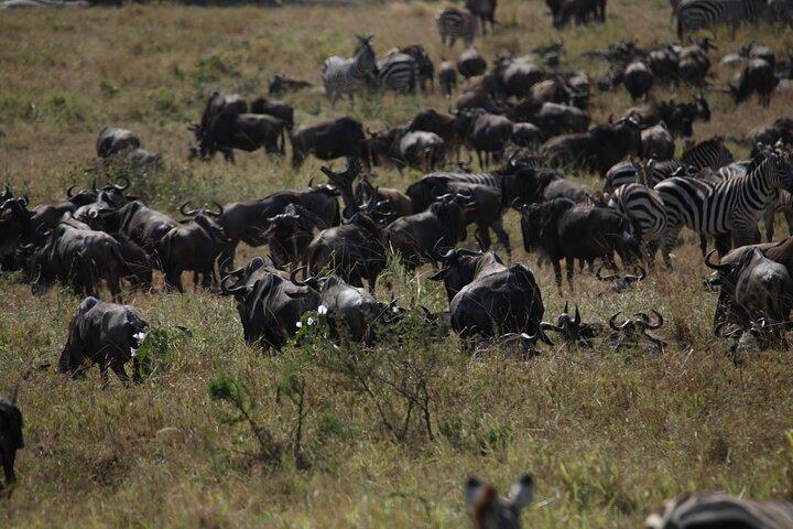 8 dagars mellanklass Serengeti Wildebeests migrationstur