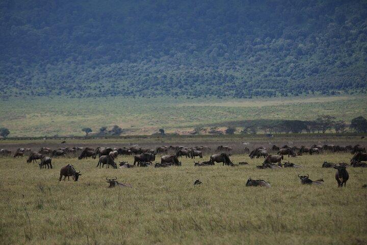 8 dagars mellanklass Serengeti Wildebeests migrationstur