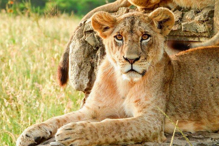 Nairobi National Park Sunrise Group se une a Game Drive