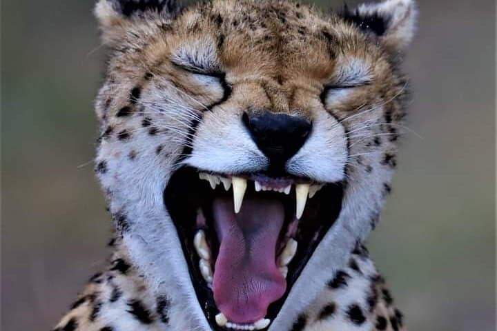 Half Day to Explore Nairobi National Park Birds and Wildlife