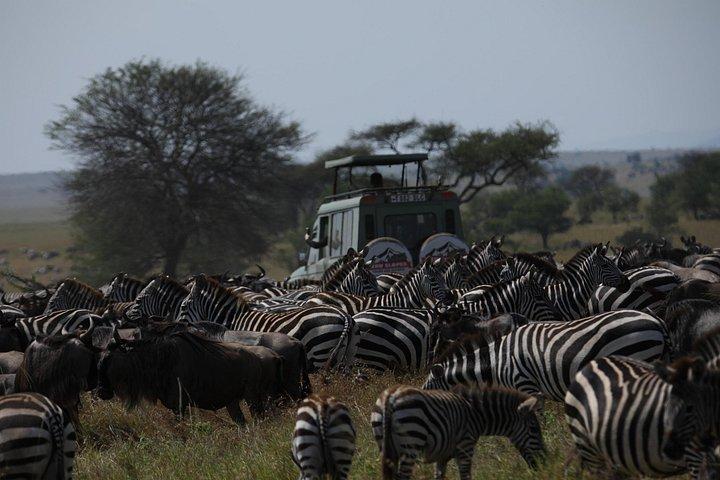 7 Days Private Serengeti Wildebeest Migration Tour