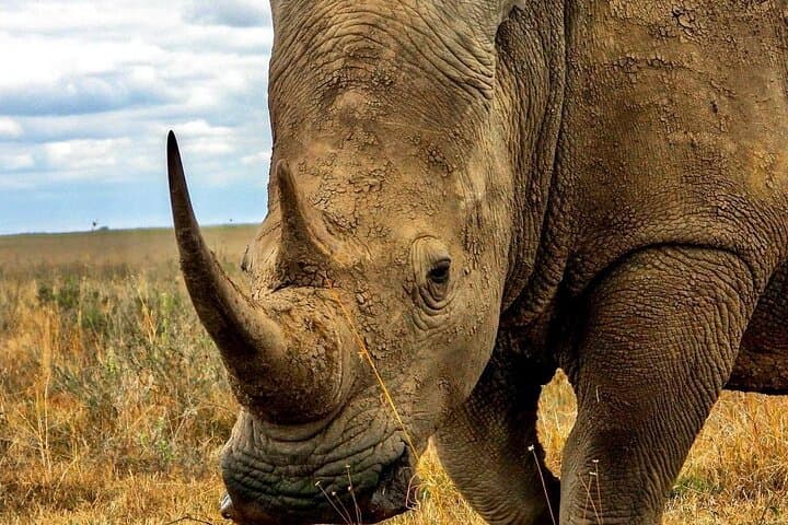 Half Day to Explore Nairobi National Park Birds and Wildlife
