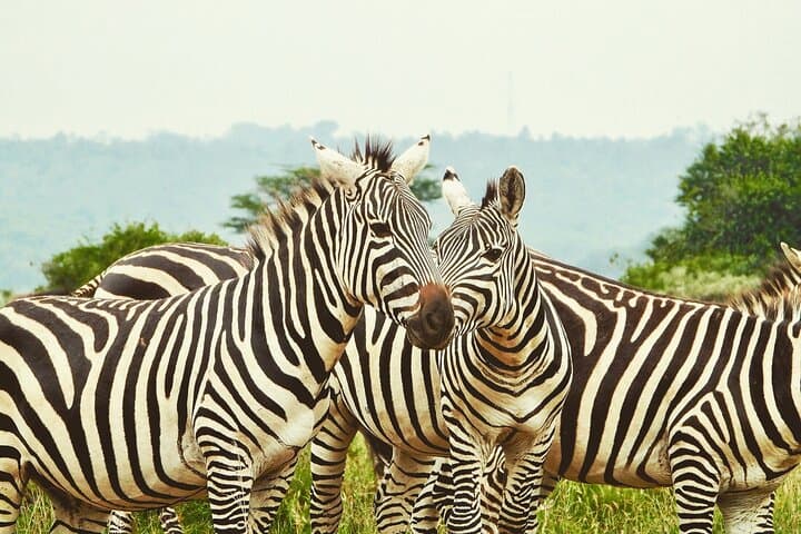 Half Day to Explore Nairobi National Park Birds and Wildlife
