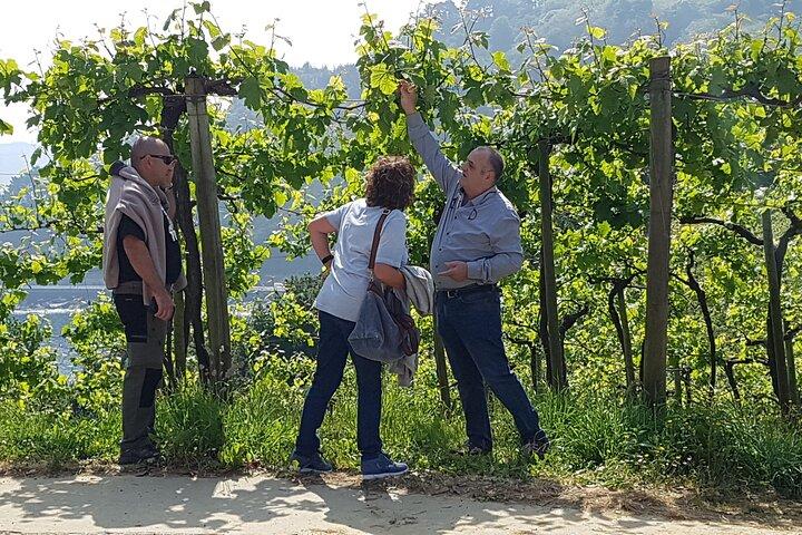Halvdags Txakoli Vin og Getaria Tour