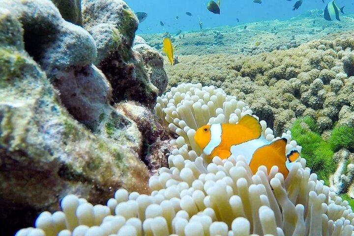 プーケットおよびカオラックからのシミラン諸島日帰りツアー