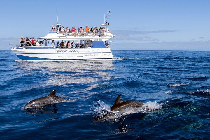 海の精霊: グランカナリア島でのホエールウォッチング