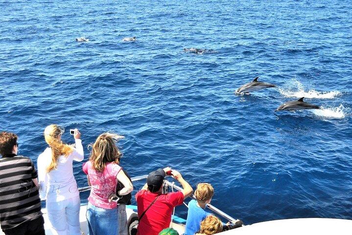 海の精霊: グランカナリア島でのホエールウォッチング
