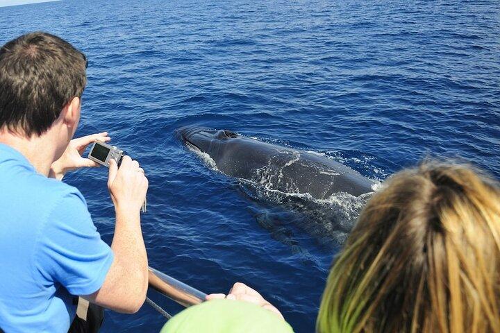 海の精霊: グランカナリア島でのホエールウォッチング