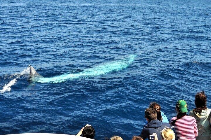 海の精霊: グランカナリア島でのホエールウォッチング