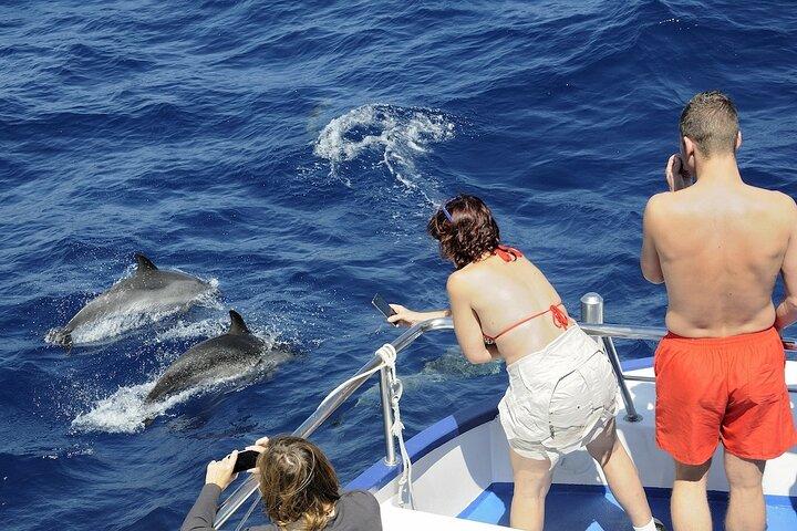 海の精霊: グランカナリア島でのホエールウォッチング