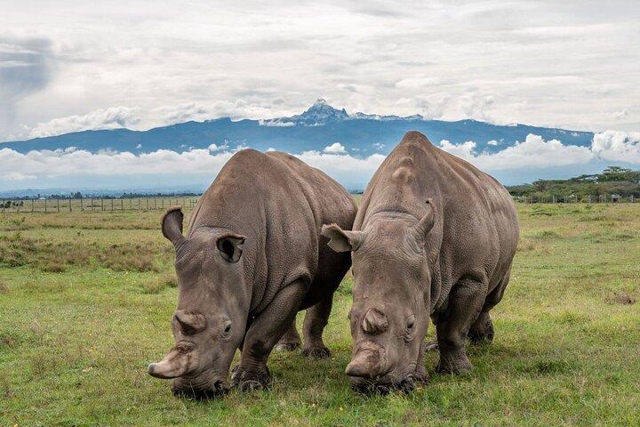 Ol Pejeta Conservancy Heldagstur från Nairobi