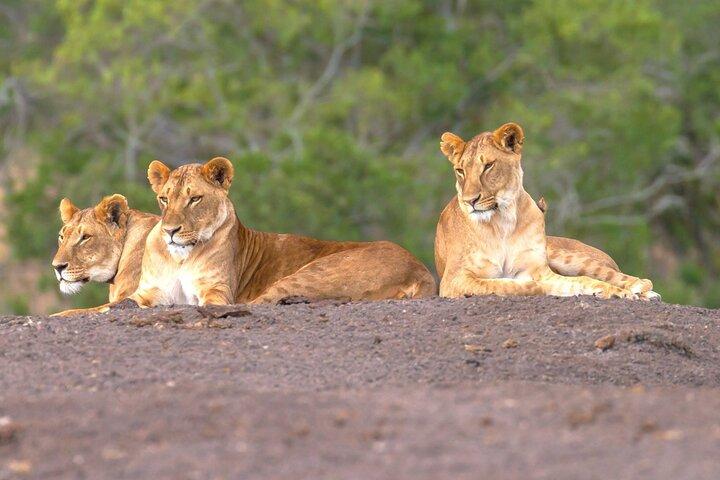 Ol Pejeta Conservancy Heldagstur från Nairobi