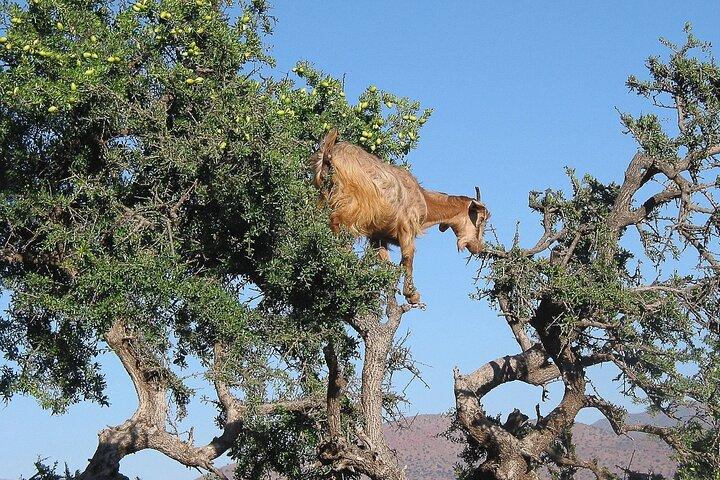 Sunset Goats in Argan Trees & Excursão ao Souk de Agadir