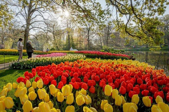 オランダのチューリップ：プライベートガイド付きキューケンホフ庭園訪問